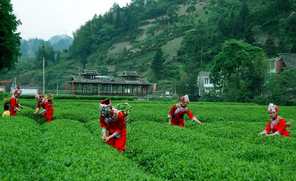 2016年，毛坝镇茶农正在该镇五二村采摘茶叶，走上茶旅融合之路.jpg