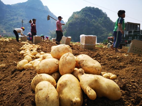 7.4科技扶贫--朱有勇院士与华能跨界协作帮扶的冬季马铃薯种植.JPG