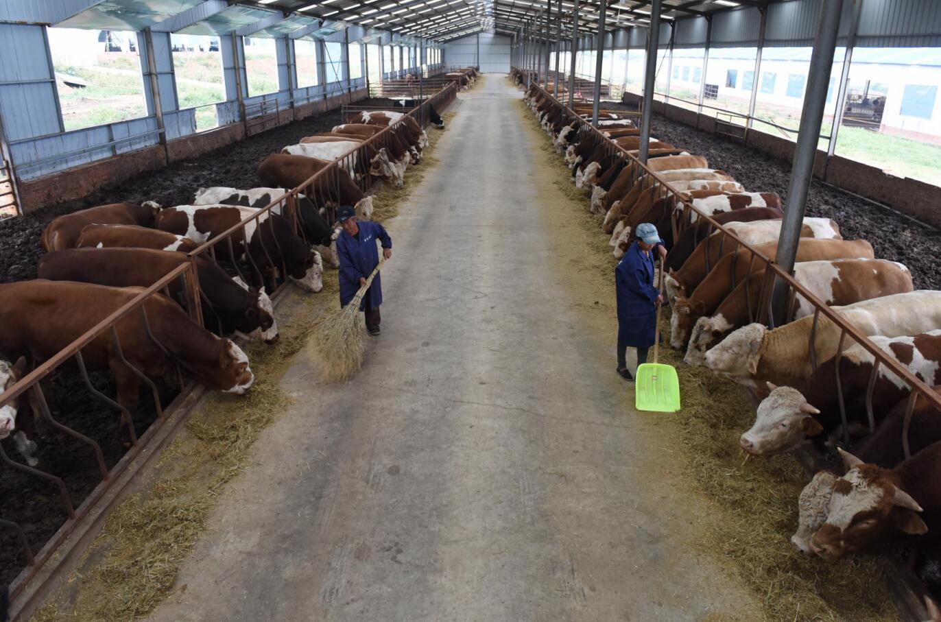 宁城县八里罕镇绿草地养殖合作社，全镇易地扶贫搬迁后续产业肉牛养殖园区。