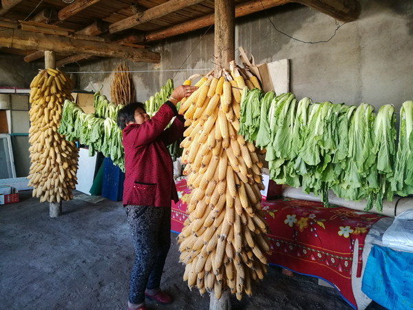 邱凤琴老人整理庭院内的玉米和蔬菜