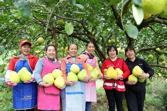 11月19日，在三江侗族自治县丹洲镇红路村，几名妇女在展示新采摘的柚子。.jpg