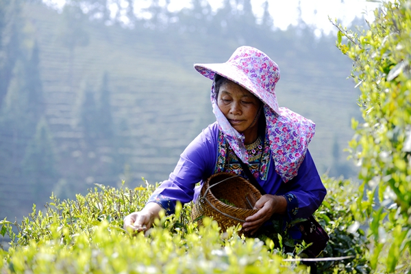 图3：红水乡芝东村苗族妇女正在采茶.jpg