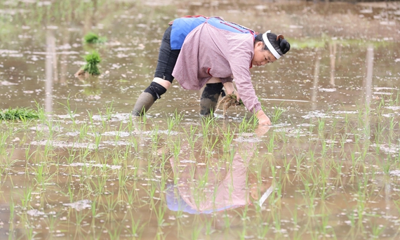4月23日，在三江侗族自治县良口乡南寨村，一名妇女在插秧。.jpg