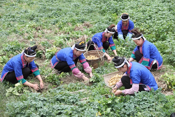 几名妇女在徒手挖土豆。.jpg
