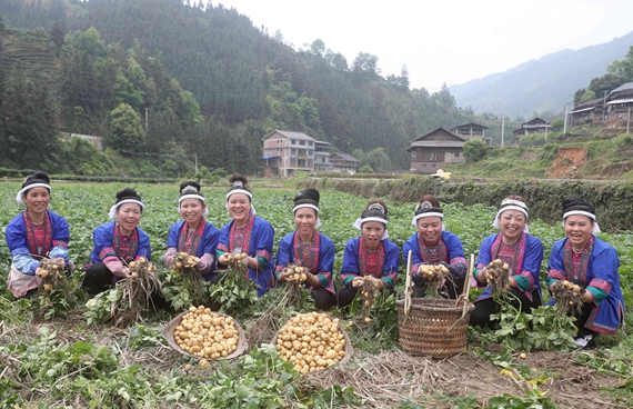 侗族妇女在展示小土豆。.jpg