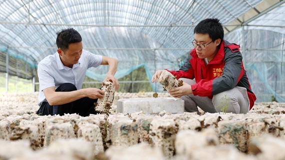 4月26日，在三江侗族自治县八江镇汾水村食用菌产业基地，两个人正采黑木耳.JPG