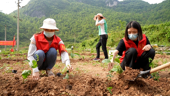图为志愿者在种植百香果.JPG