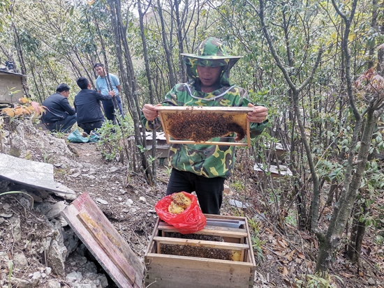 老堡乡边浪村蜜蜂养殖户在采摘蜂蜜（覃天摄）_proc.jpg