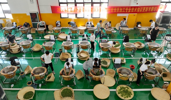 8月20日，在三江侗族自治县生态产业园区，茶艺师们在炒茶。2.jpg