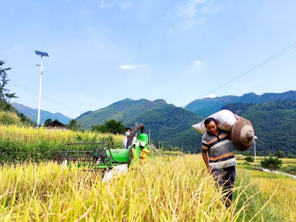 村民在高山梯田收割水稻。（唐涛华 摄）.jpg