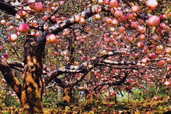 通过乡村运营，上戈镇庙洼村的苹果产业越来越兴旺，村民们都说“有了乡村运营，苹果越来越红”。.jpg